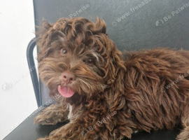 Chocolate tan maltipoo
