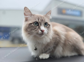 Mixed Ragdoll for Sale