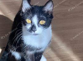 Black and white female Cat rehome