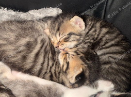 4 beautiful kittens
