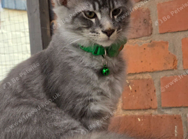 Maine Coon TICA registered Champiom Bloodline Kittens for Sale