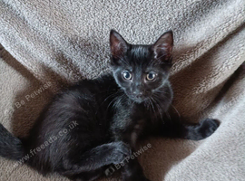 Sweet All-Black Kitten Looking for a Forever Home