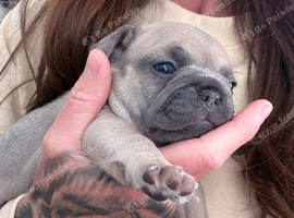 4 female French Puppies available
