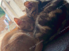 4 month old male kittens