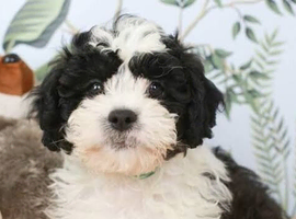 Gorgeous Shihpoo