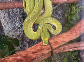 Male Biak Green Tree Python 3 years old