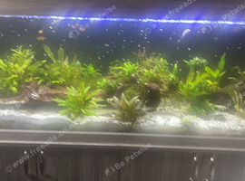 510 liter fish tank available