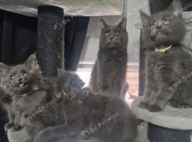 Pure maincoon kittens