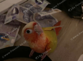 SUN CHEECK CONURE (️FLIGHT CAGE / FOOD/TREATS/TOYS INCLUDED ️)