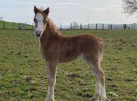 Registered Welsh section A filly- AVAILABLE AT WEANING