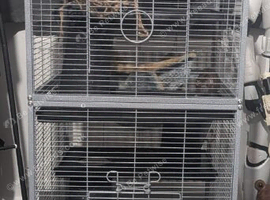2 male rats plus cage and accessories
