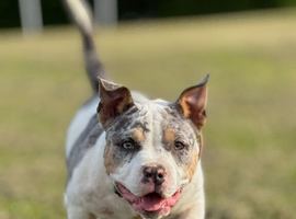 pocket bully 5 months old