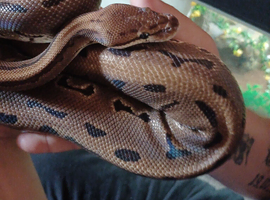 6 year old ball python