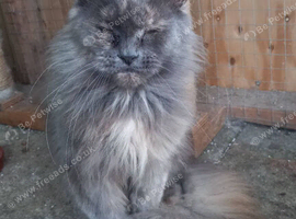 Maine Coon Looking for a New Home