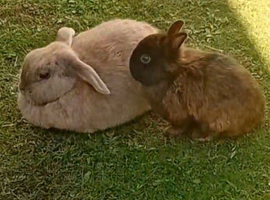 rabbits and hutch