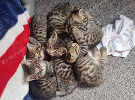 Bengal x kittens