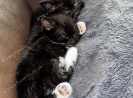 2 kittens &pound;80 for pair