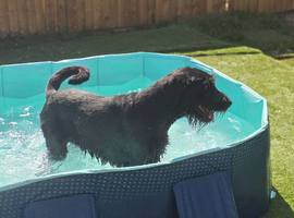 Giant Schnauzer Female