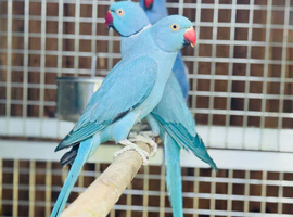 Blue ring neck parrot