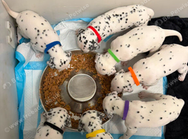 Stunning dalmatian puppys