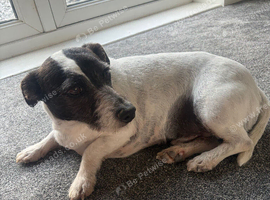 Jack Russel
