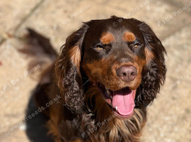 Proven Stud - Healthy Working Cocker Spaniel