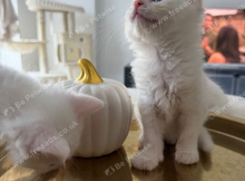 Ragdoll kittens