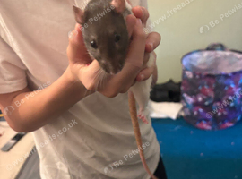 2 female rats