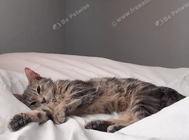 REHOME FOR FREE-