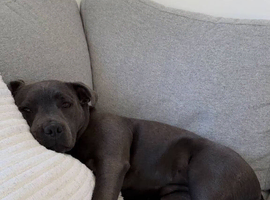 Female Staffy Dog 12 Months Old