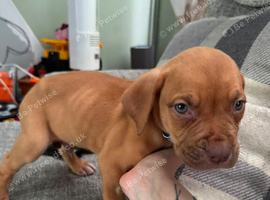 2 Male Pups