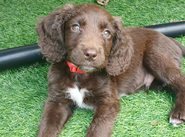 2 cocker puppies