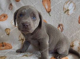Beautiful silver and charcoal lab puppies