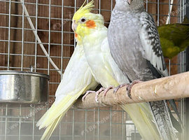 Cockatiel parrots