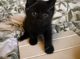 Beautiful playful kittens