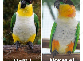 Very rare pallid caiques