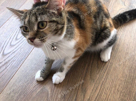 Female cat
