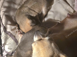 2 female pups
