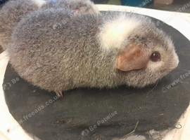Baby Rex Guinea Pigs Available
