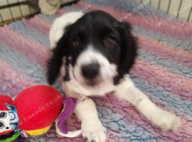 Wonderful Sprocker Pup.