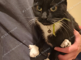 Two Female Cats looking for a forever home.