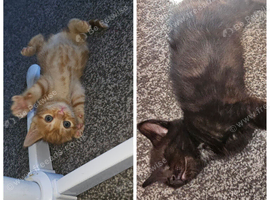 1 ginger female 1 smokey black left