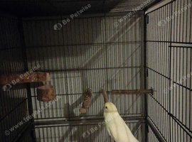Budgie and cage