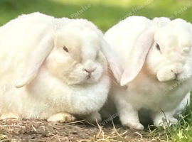 Bonded pair