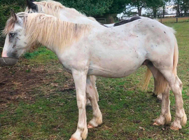 Yearling spotty cob to make 15hh