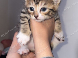3 little kittens available