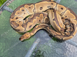 Ball pythons and herpxotic rack