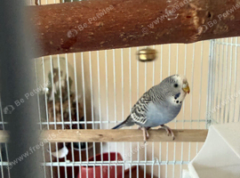 Young friendly cock budgerigar