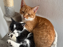 Female 10 week old kitten