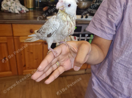 Silly tame cockatiels